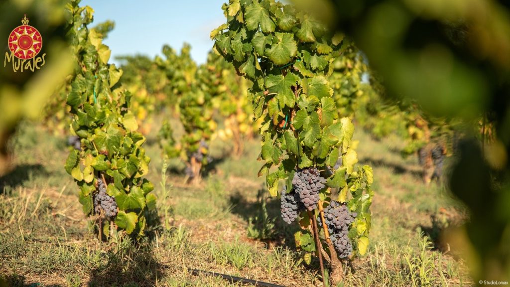 I vini della Gallura - Cantina Murales